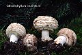 Chlorophyllum brunneum-amf1230